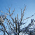 Snow Sky Avatar